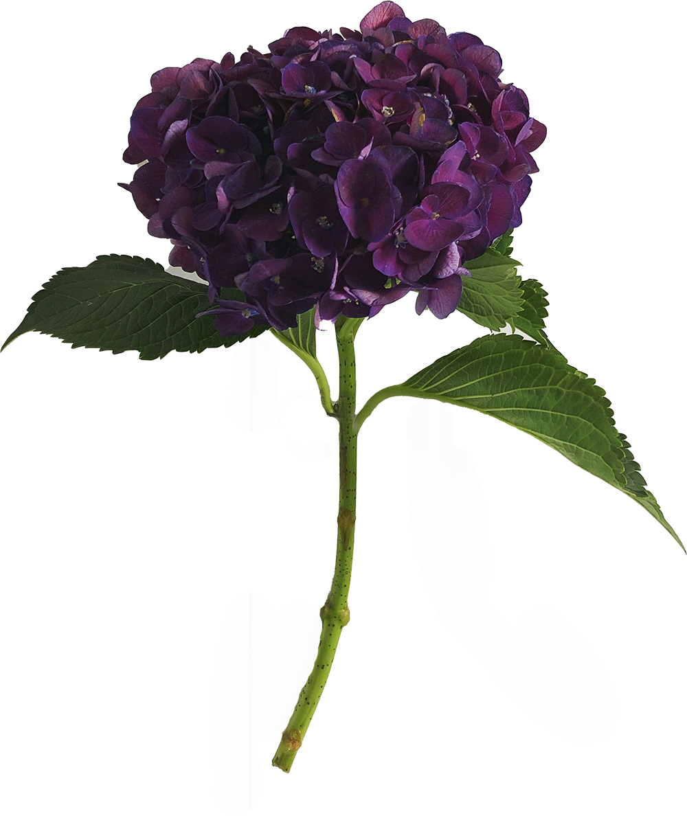 Pathways to Perennials Inc.