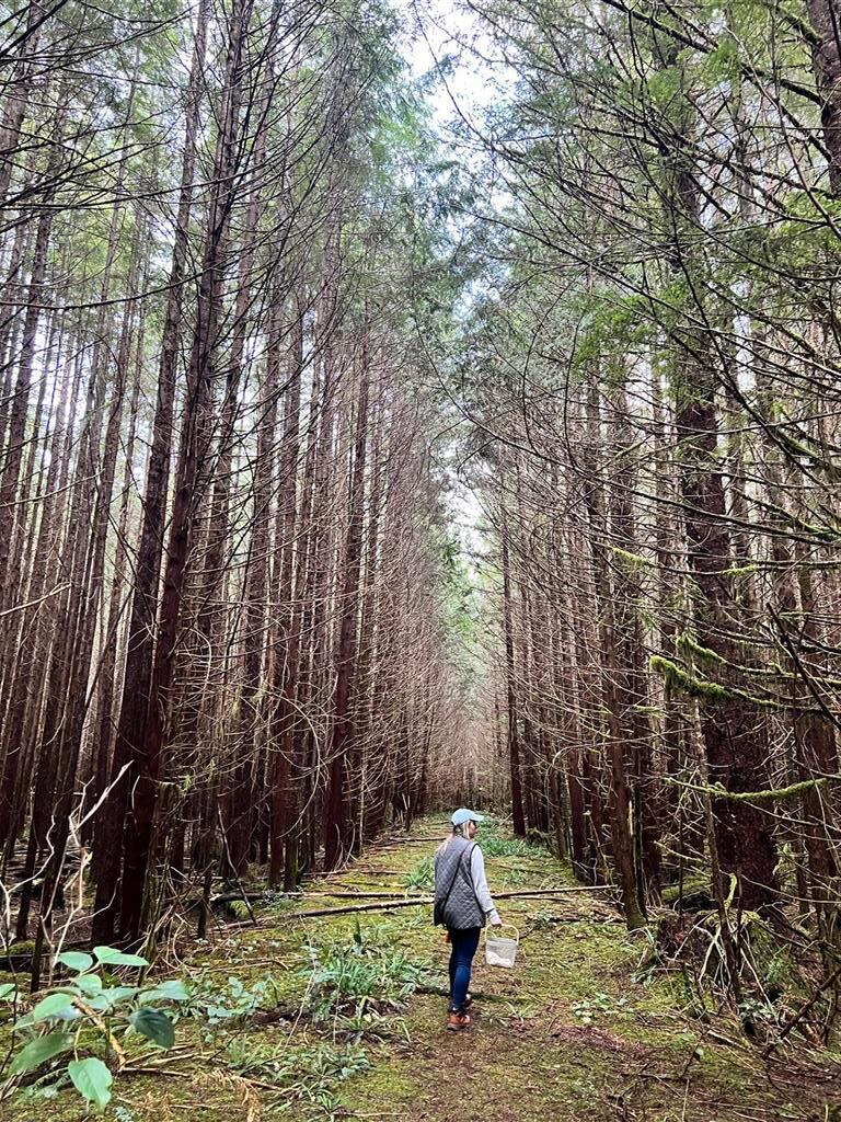 Tofino Foraging Tours