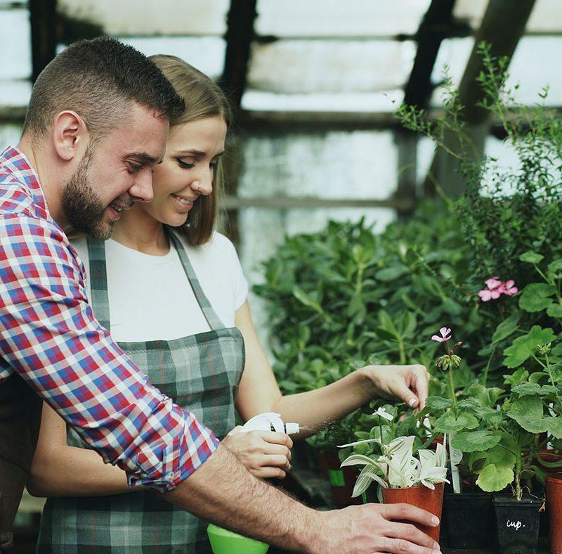 Brookdale Treeland Nurseries Ltd.