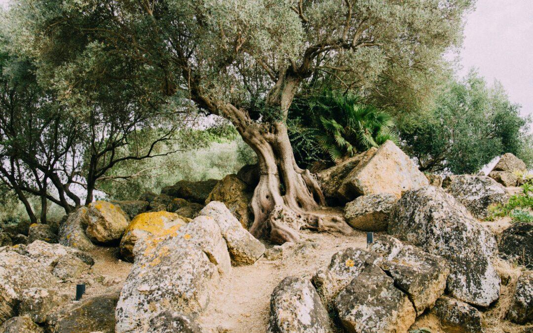 Olive Oil Co.