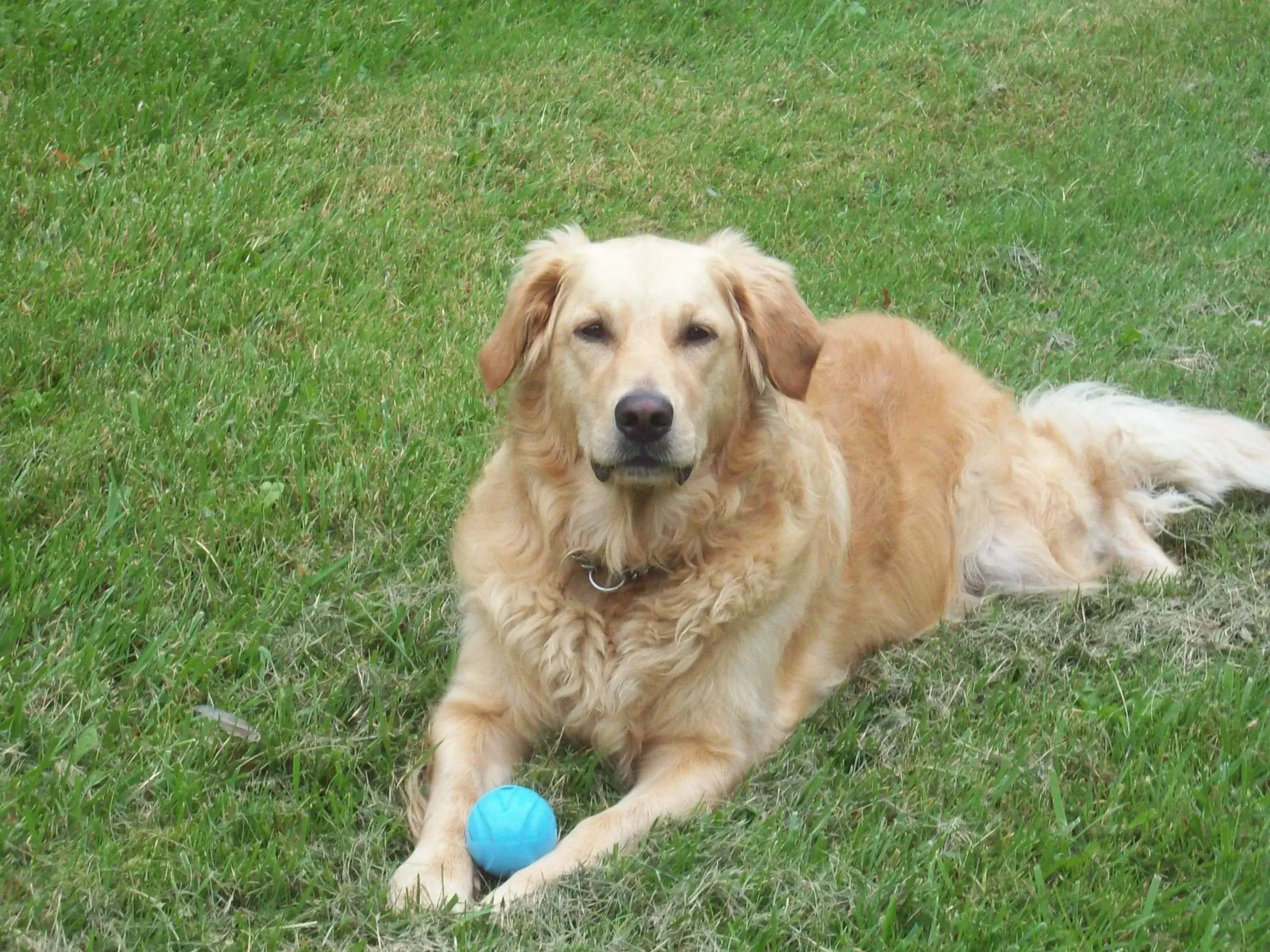 Unified K9 Behaviour Centre