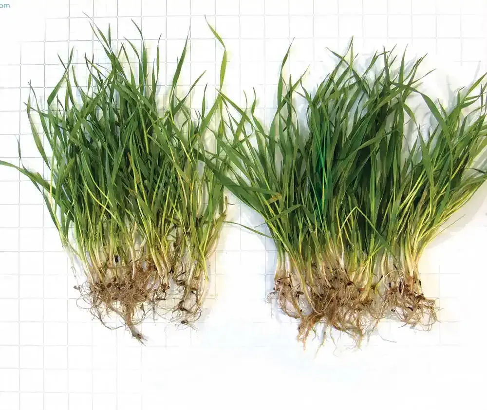 Active AgriScience Inc.