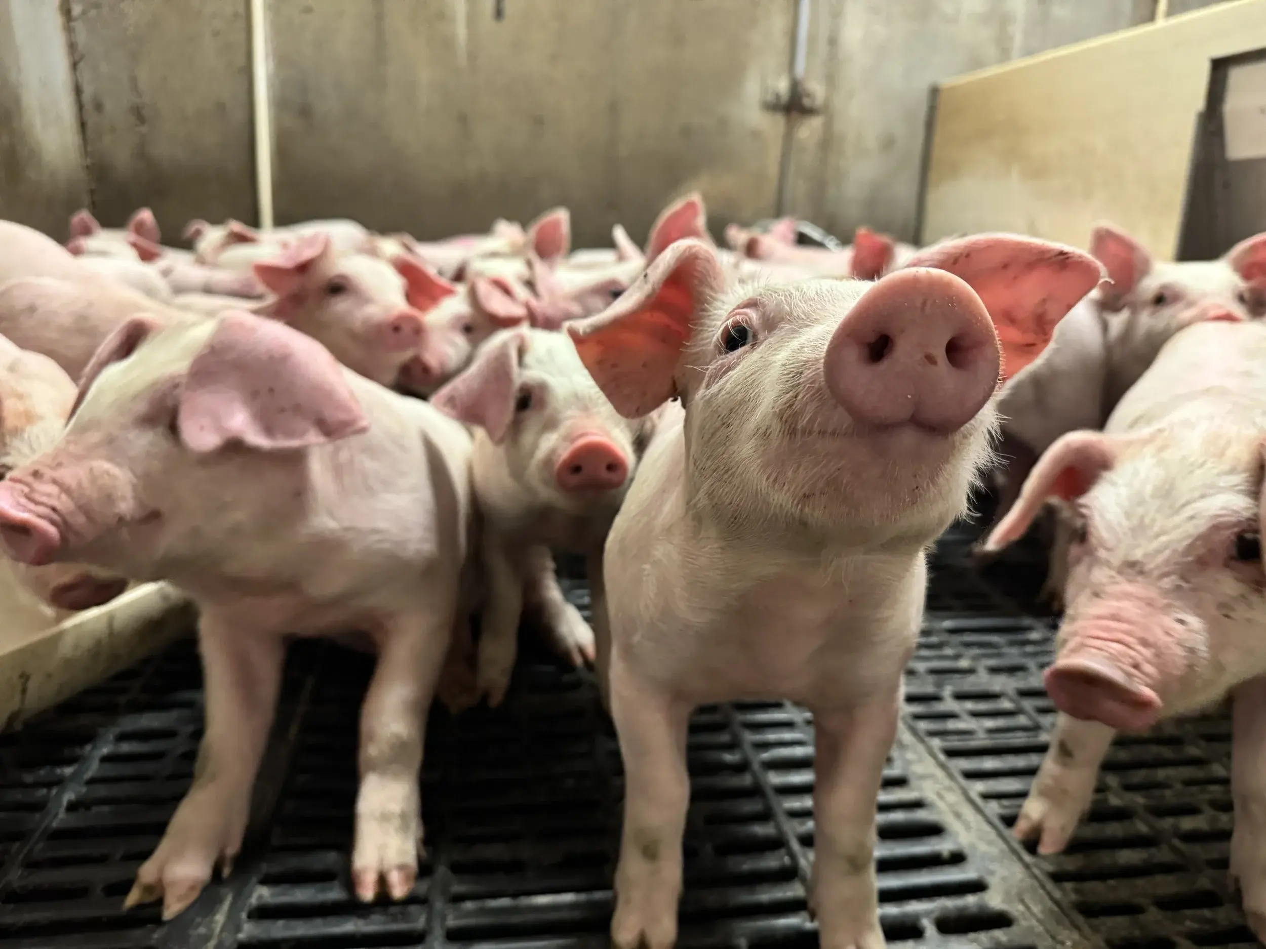 Sask Pork