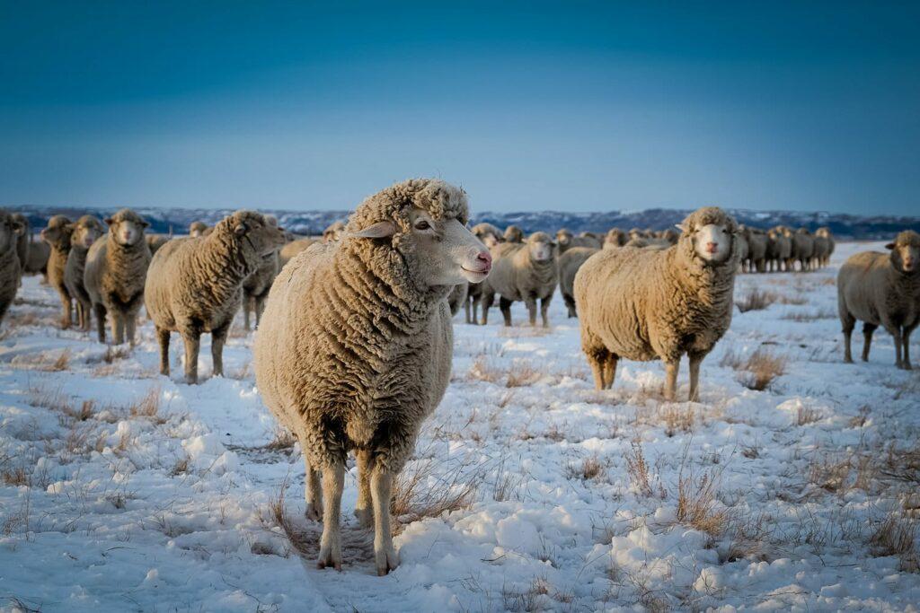 Saskatchewan Sheep Development Board
