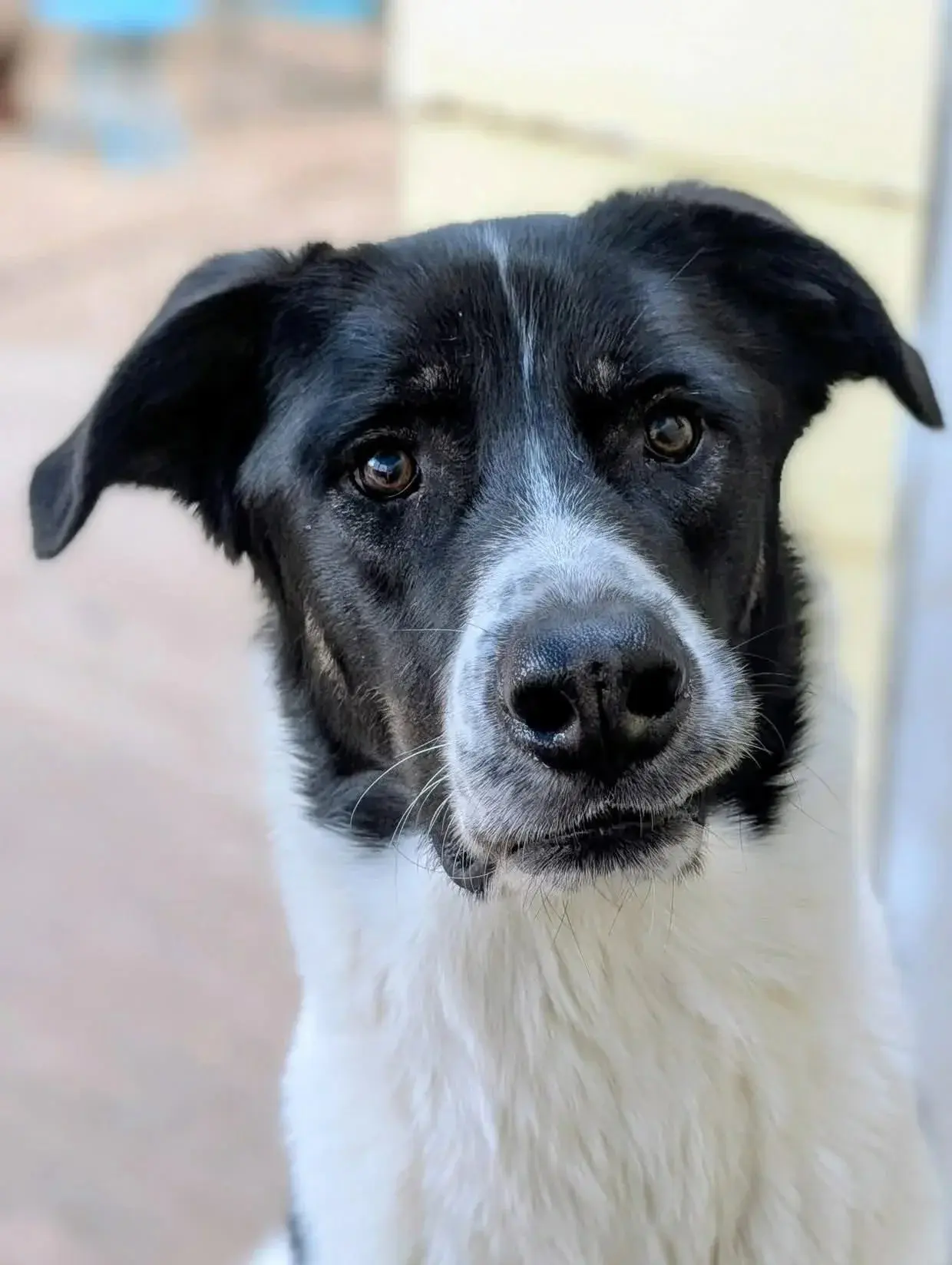 Saskatoon SPCA Inc.