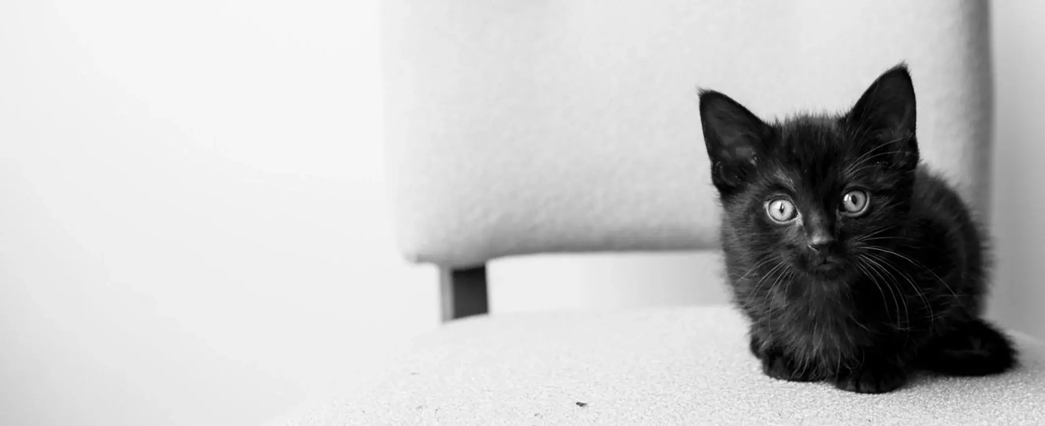 SCAT Street Cat Rescue Program Inc.